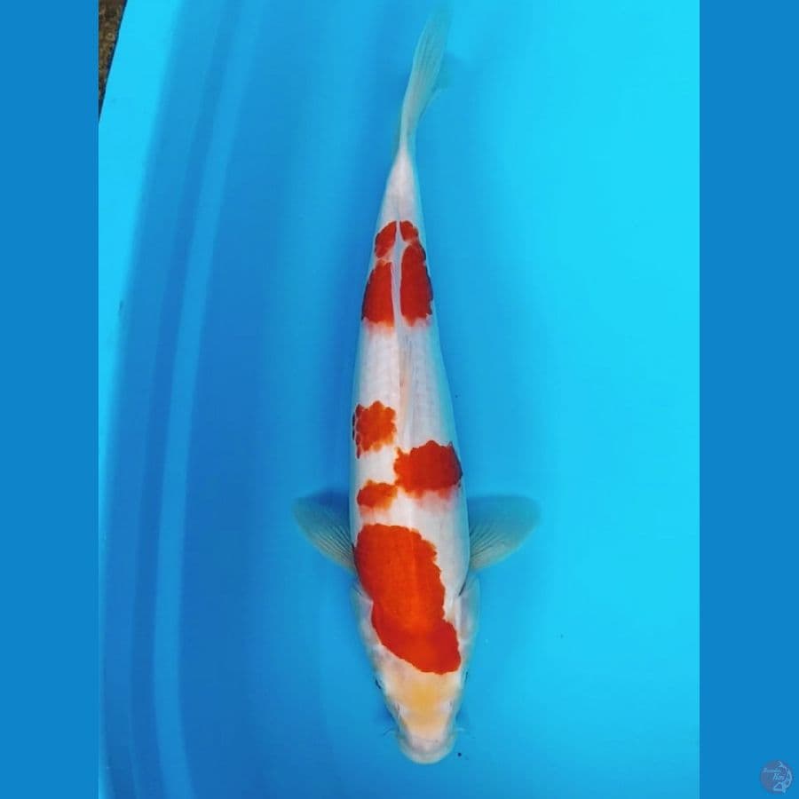 Kohaku 38cm F