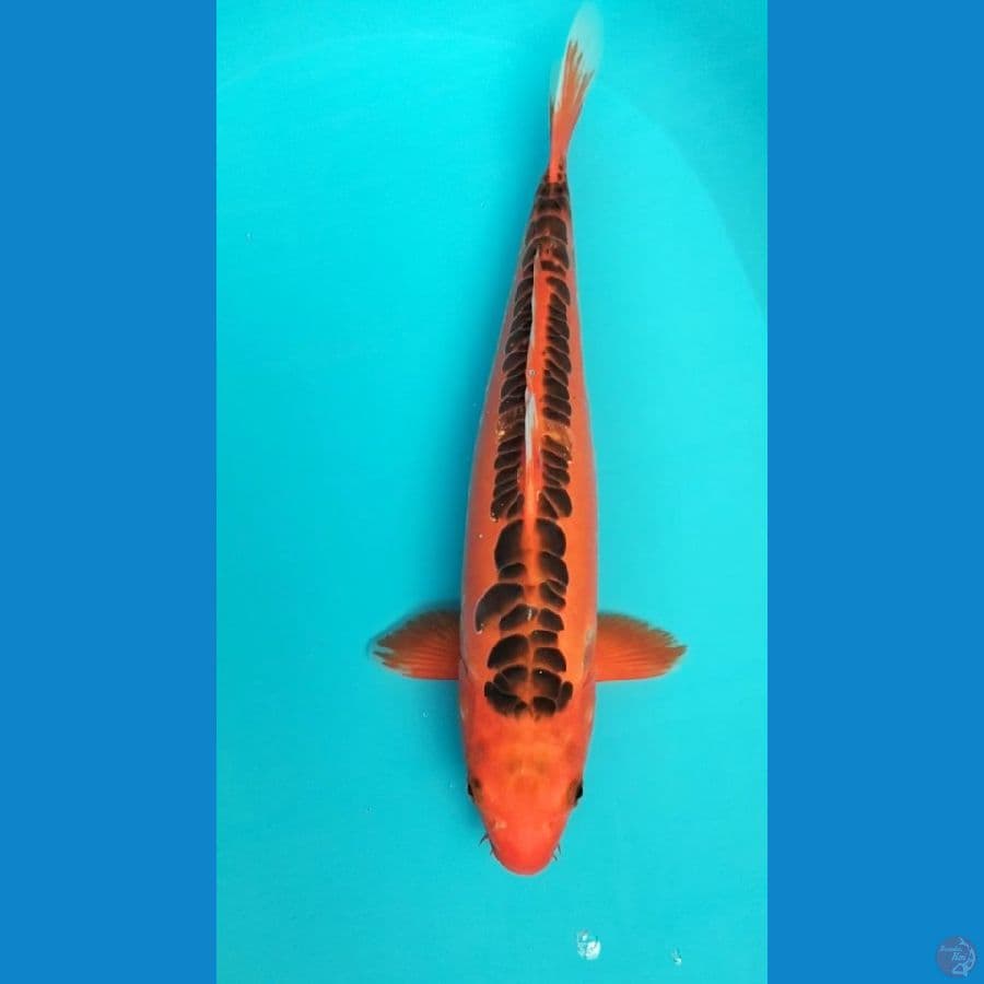 Shusui merah 38 cm M