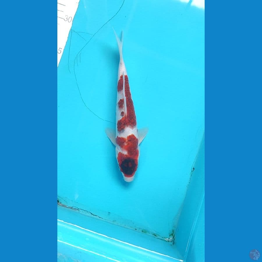 Goromo 22 cm