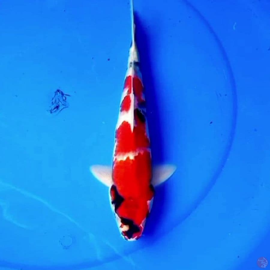 30cm TATEGOI SHOWA STRONG