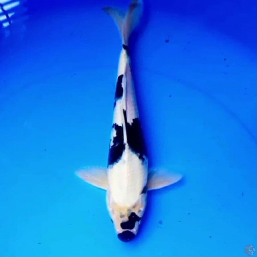 32cm SHIRO SALJU