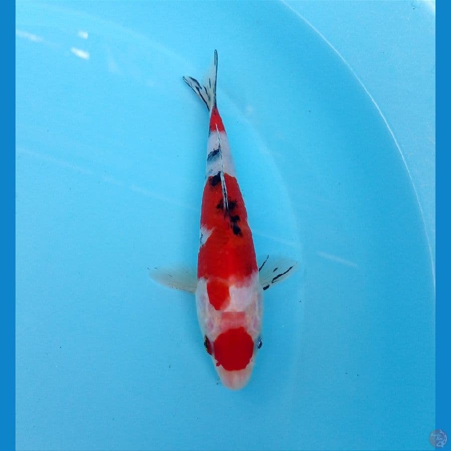 sanke 19 cm