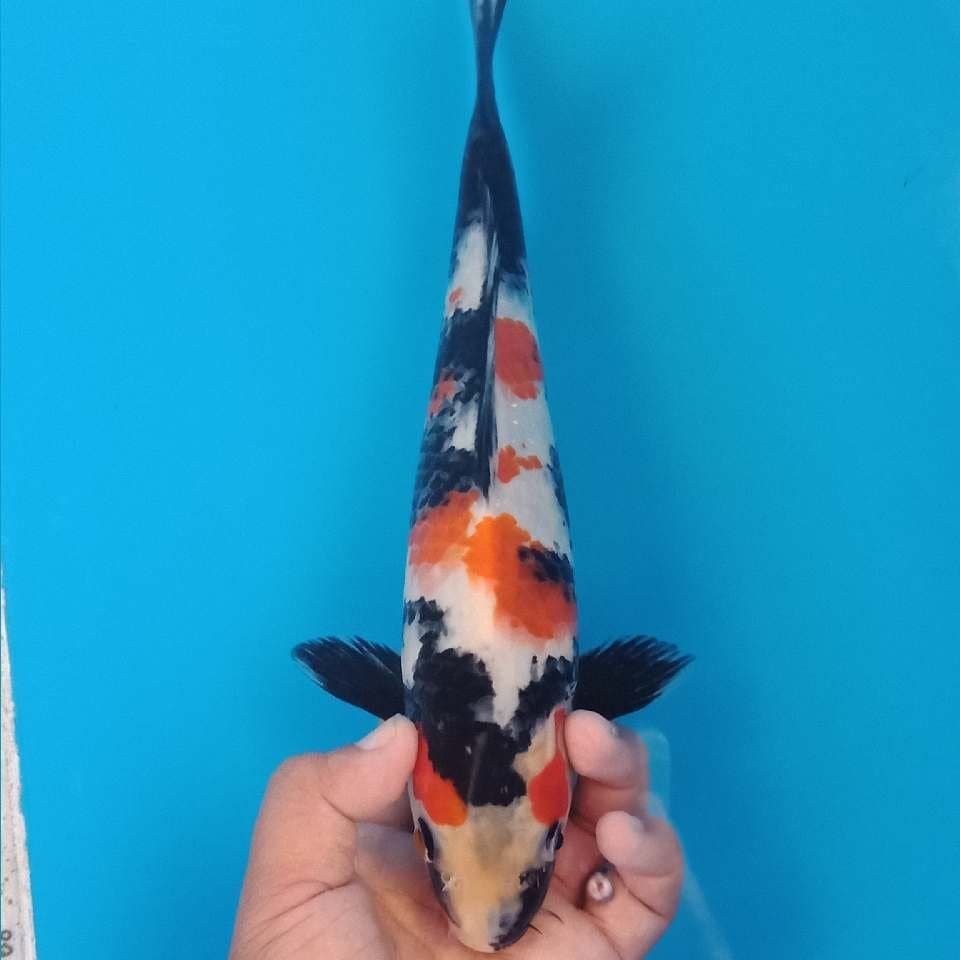 Bozhu showa 30cm