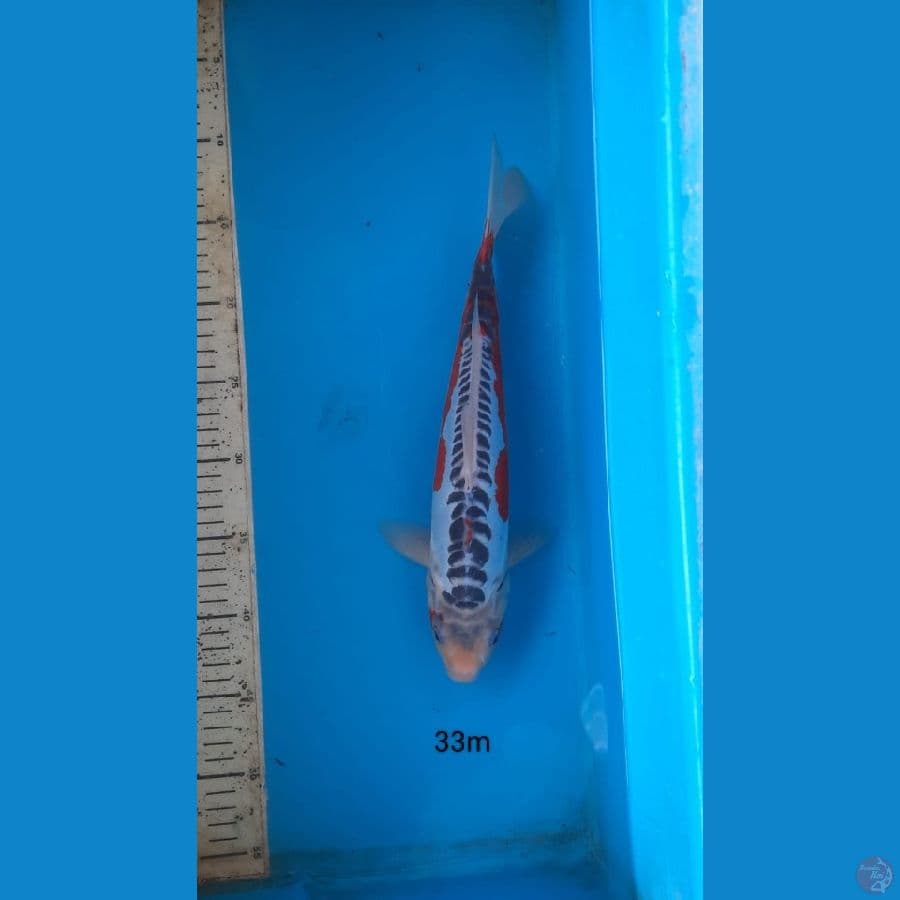 hana shusui 33cm male