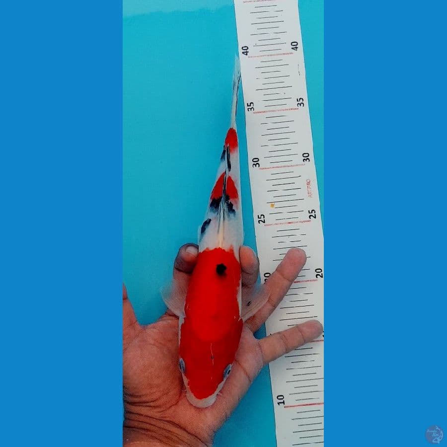 Sanke 26cm