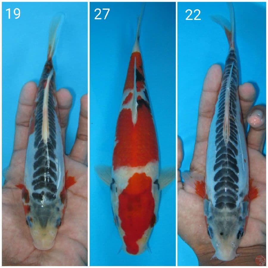 3 HQ. 19cm-27cm-22cm