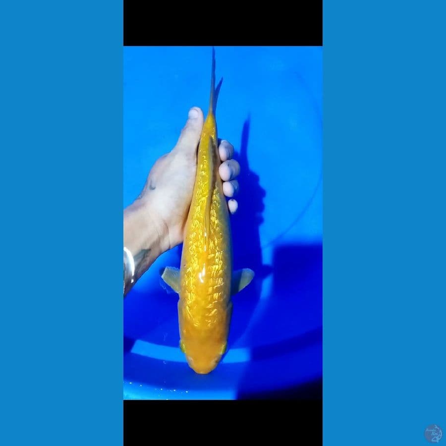 karasi ginrin 32cm