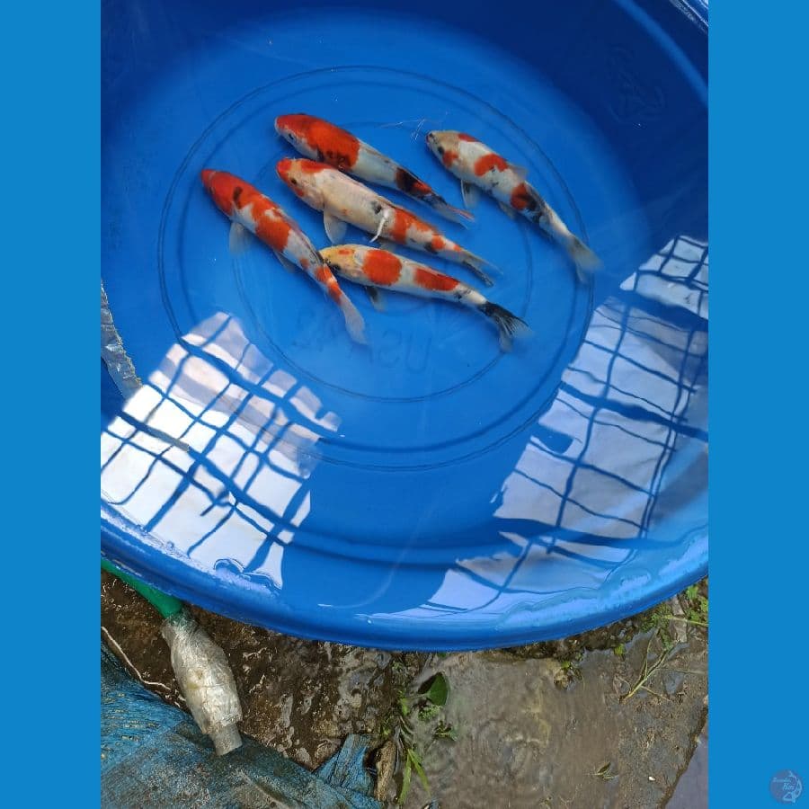 PAKET 20-25CM