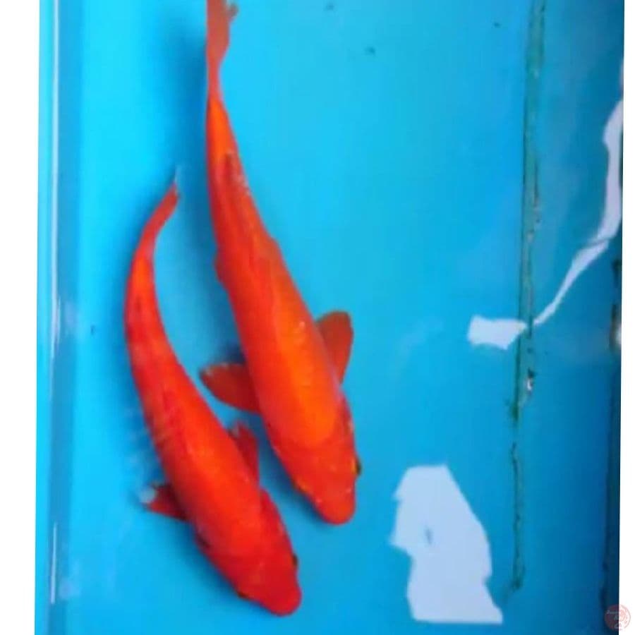 BENIGOI 23,27 CM