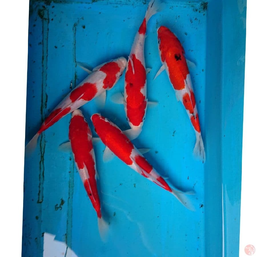 PAKET KOHAKU SANKE 20-22 CM
