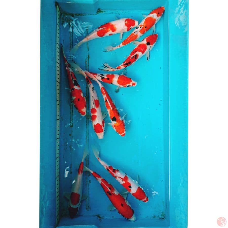 PAKET KOHAKU SANKE 20-22 CM