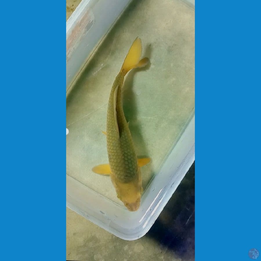 Caramel 21cm
