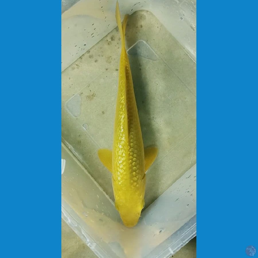 Karasi Ginrin HQ 20cm