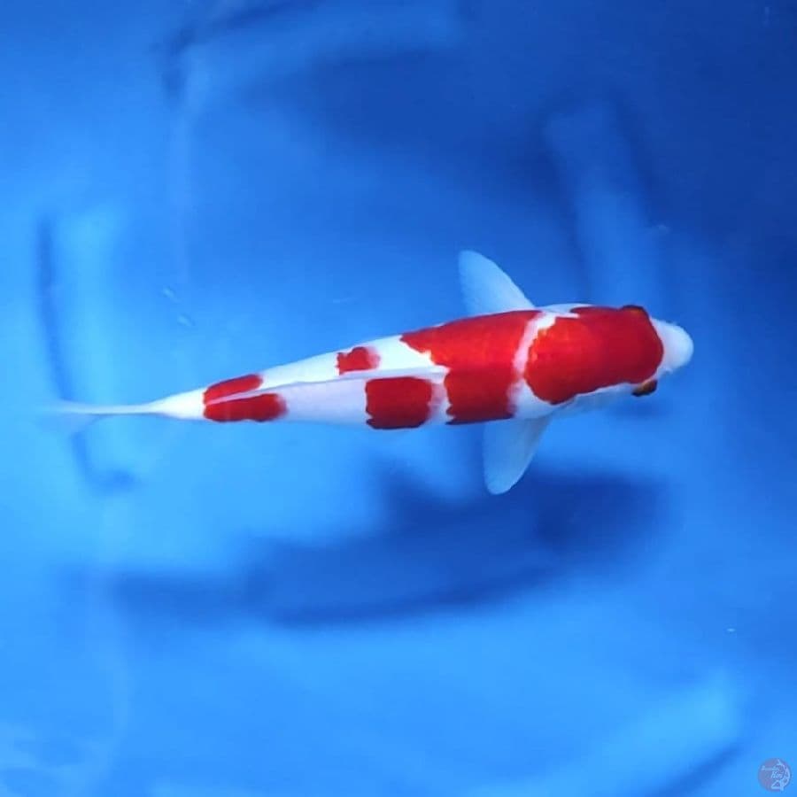 ( 29CM ) KOHAKU ORIGINAL - MALE