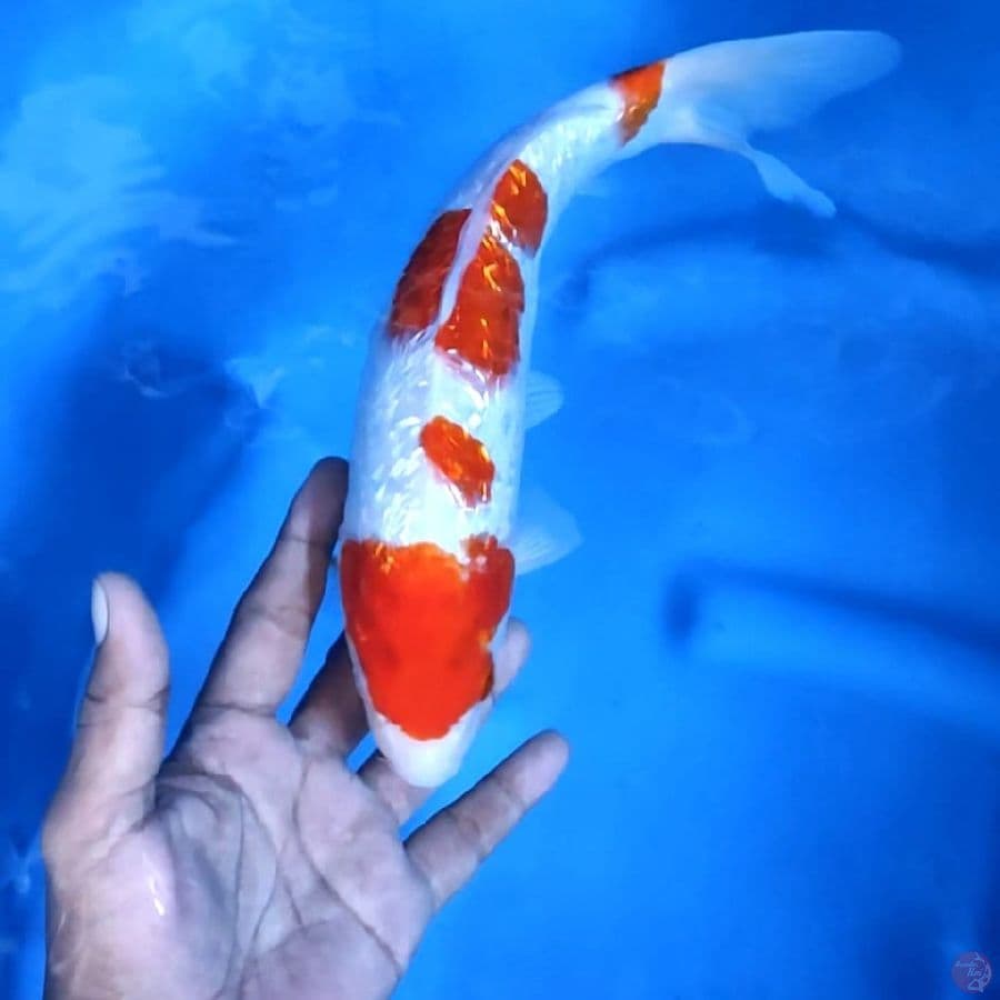 ( 28CM ) KOHAKU GINRIN - FEMALE