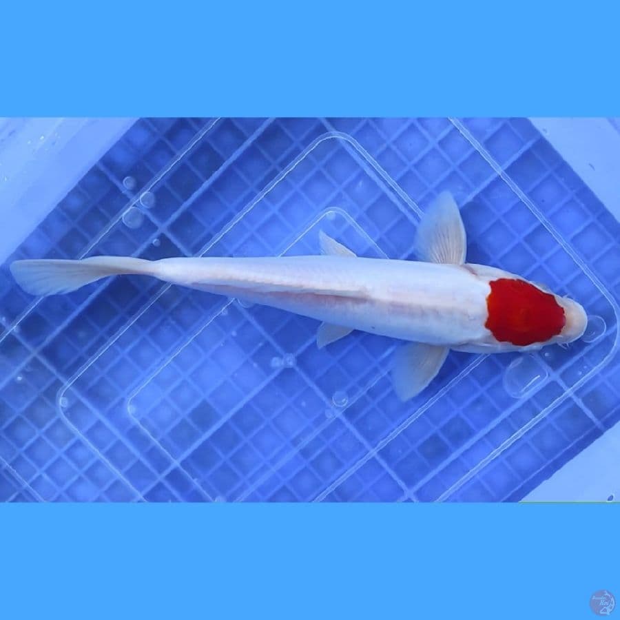 ( 24CM ) DOITSU MURNI ORIGINAL - MALE