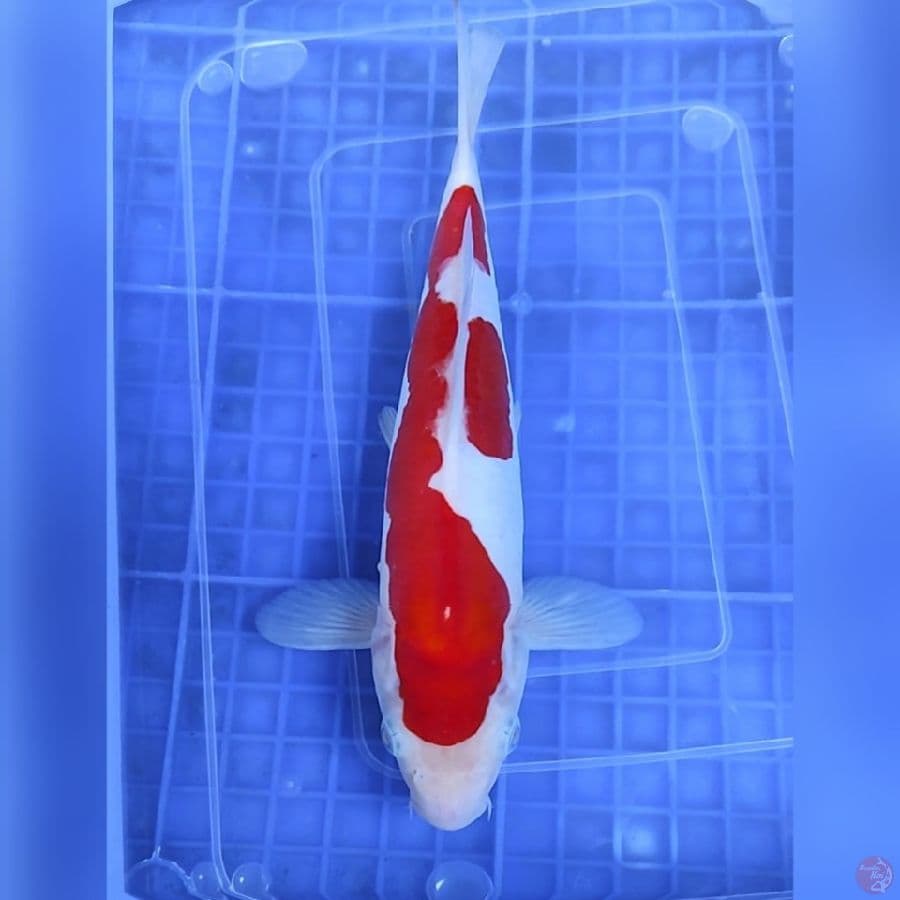 ( 25CM ) KOHAKU DOITSU - FEMALE