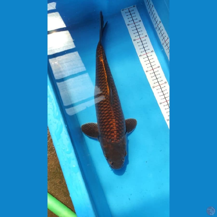 cagoi 40 cm male