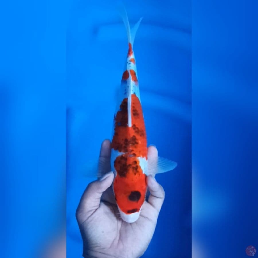( 33CM ) GHOSIKI - FEMALE