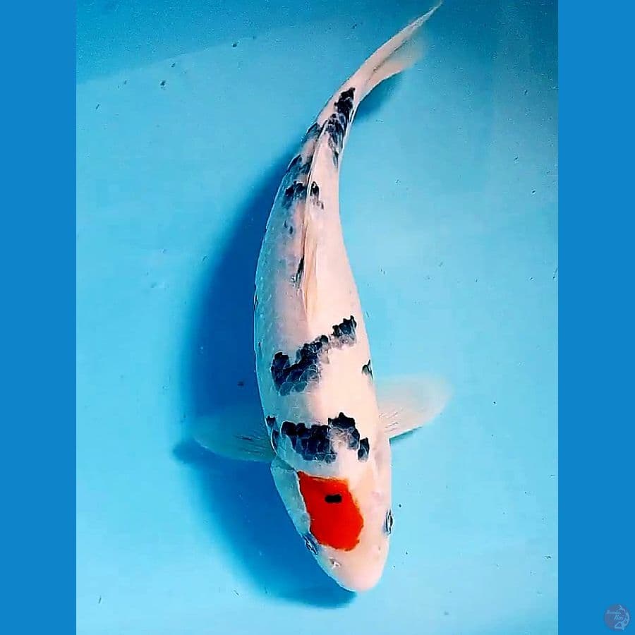 36 cm tanco sankei fm