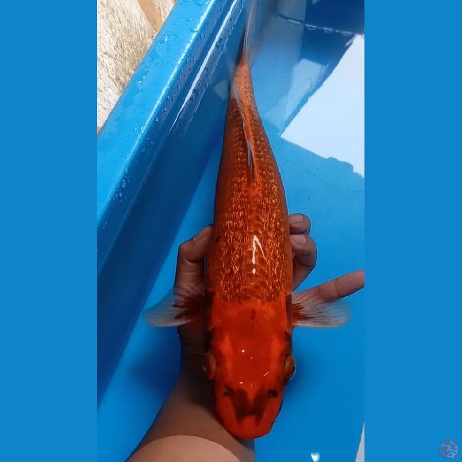 akamatsuba ginrin 46cm