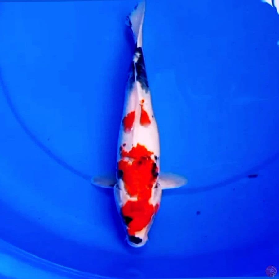 29cm TATEGOI SHOWA PROSPEK