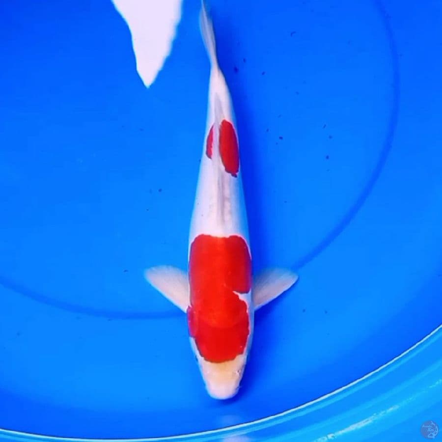 33cm DOITSU KOHAKU RED DEVIL