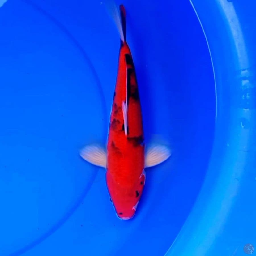 30cm HI STRONG