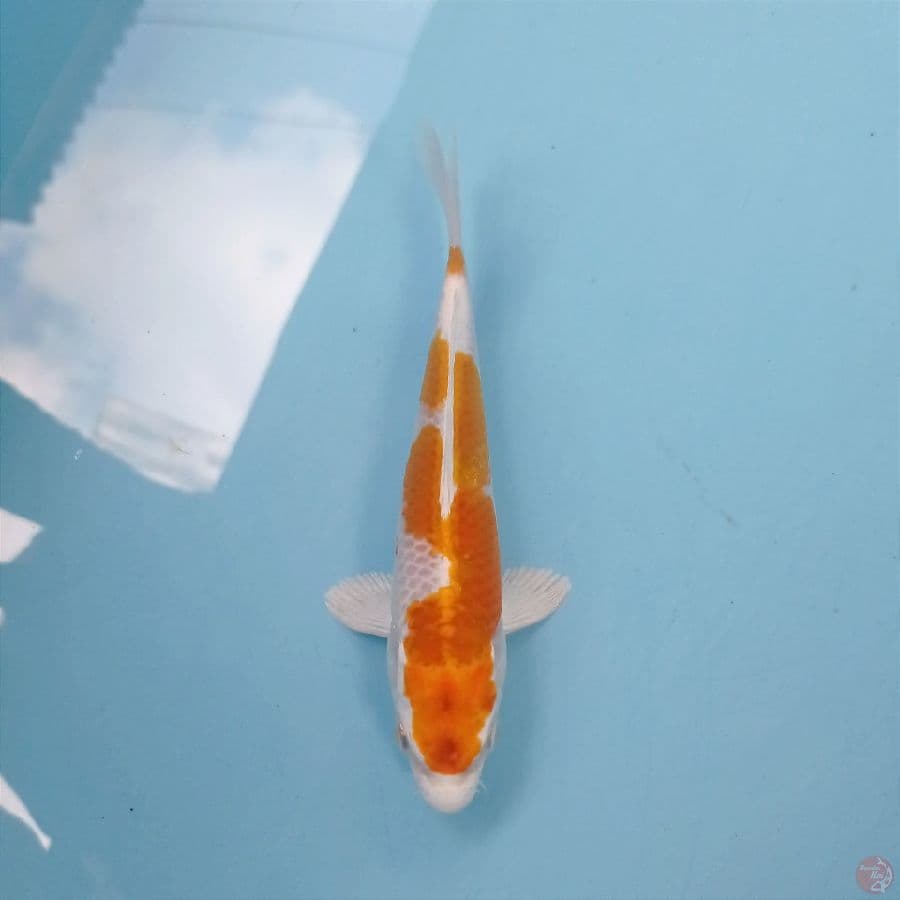 hariwake, 17 cm