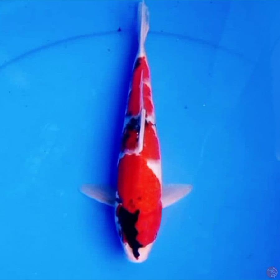 29cm F1 TATEGOI SHOWA