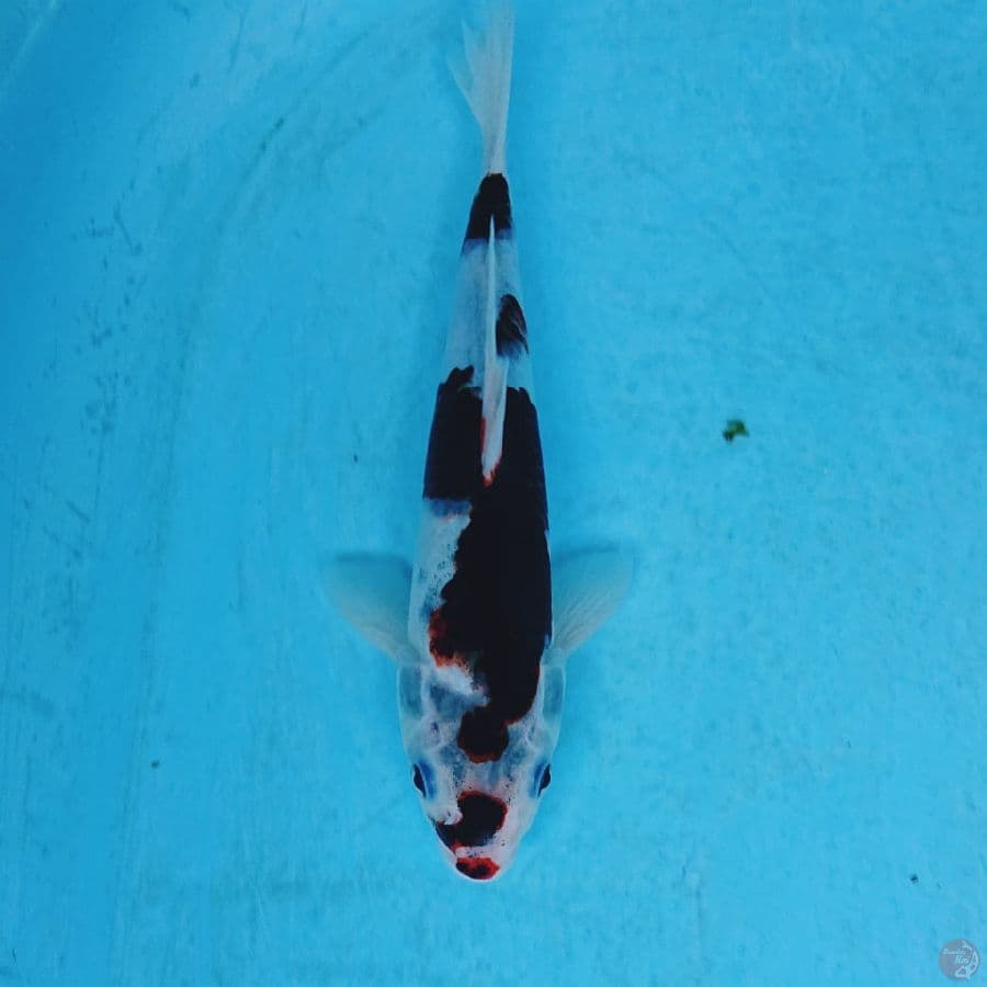 BUDO GOROMO 24 CM