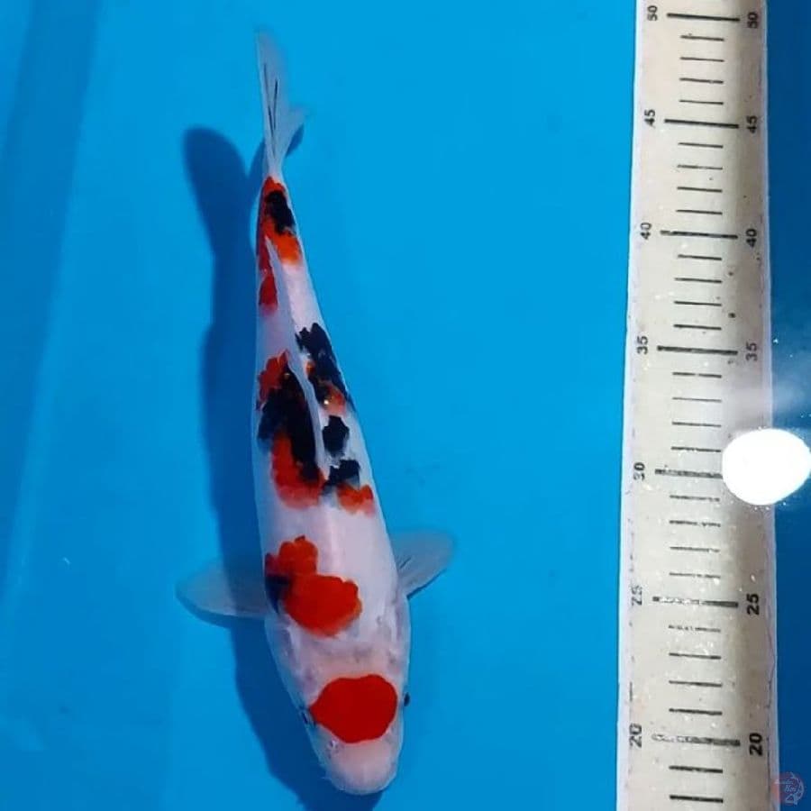 SANKE 28 CM