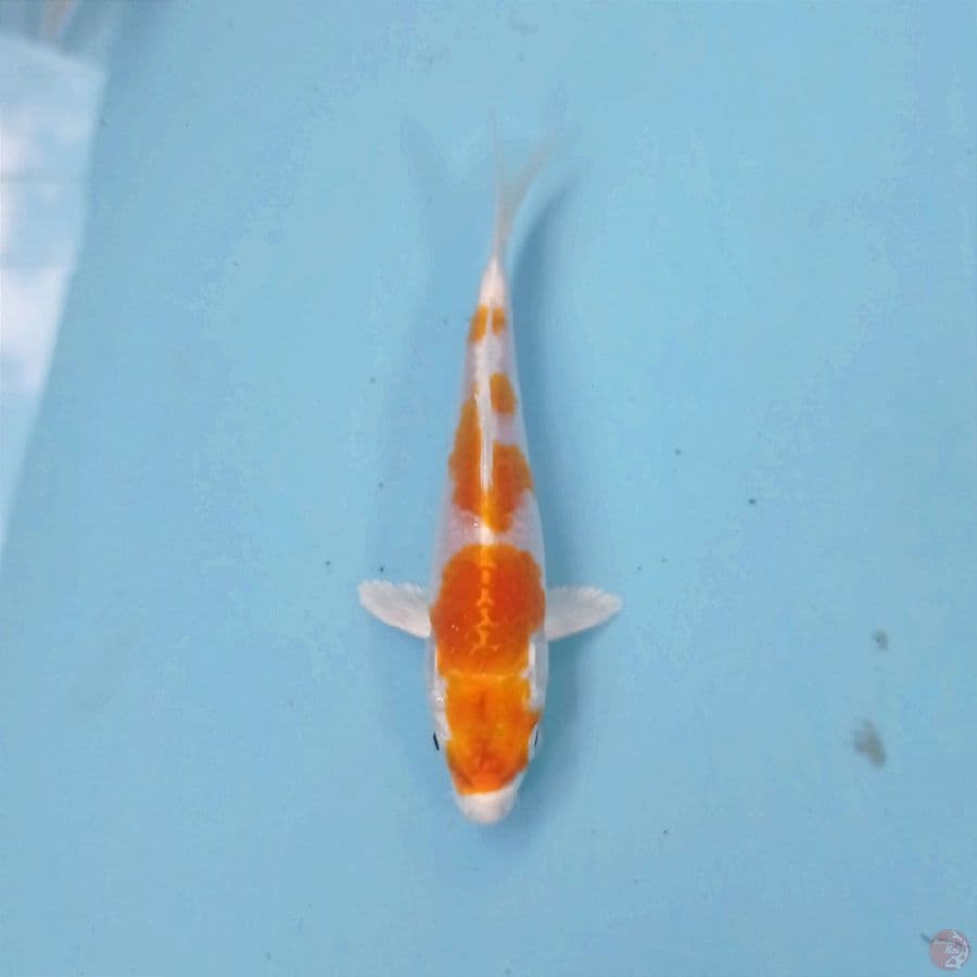 hariwake, 12 cm