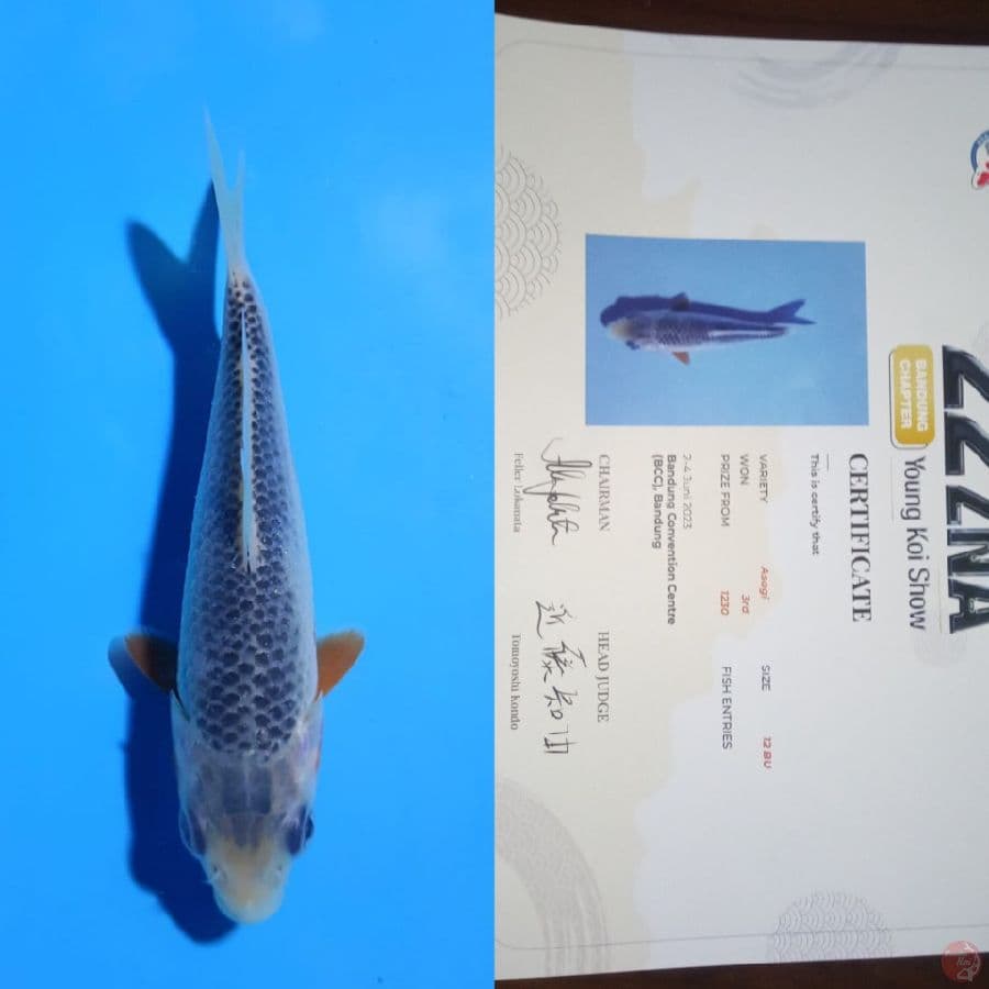 asagi show quality 12 cm ready for show