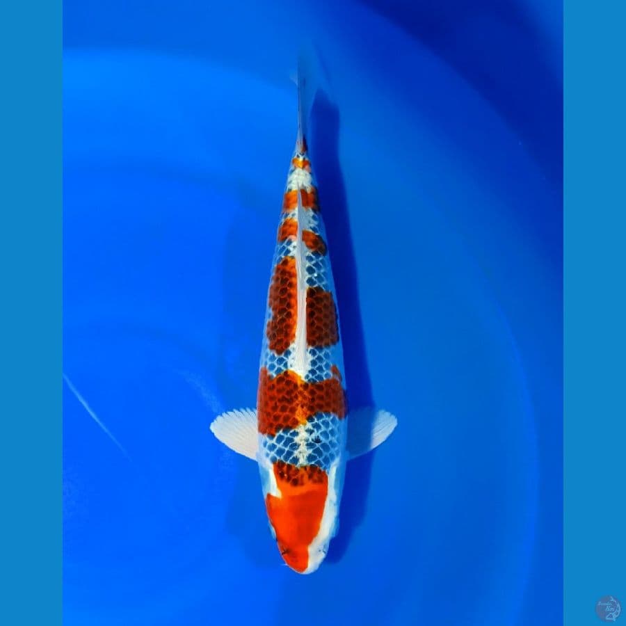 KUJAKU 36CM Male