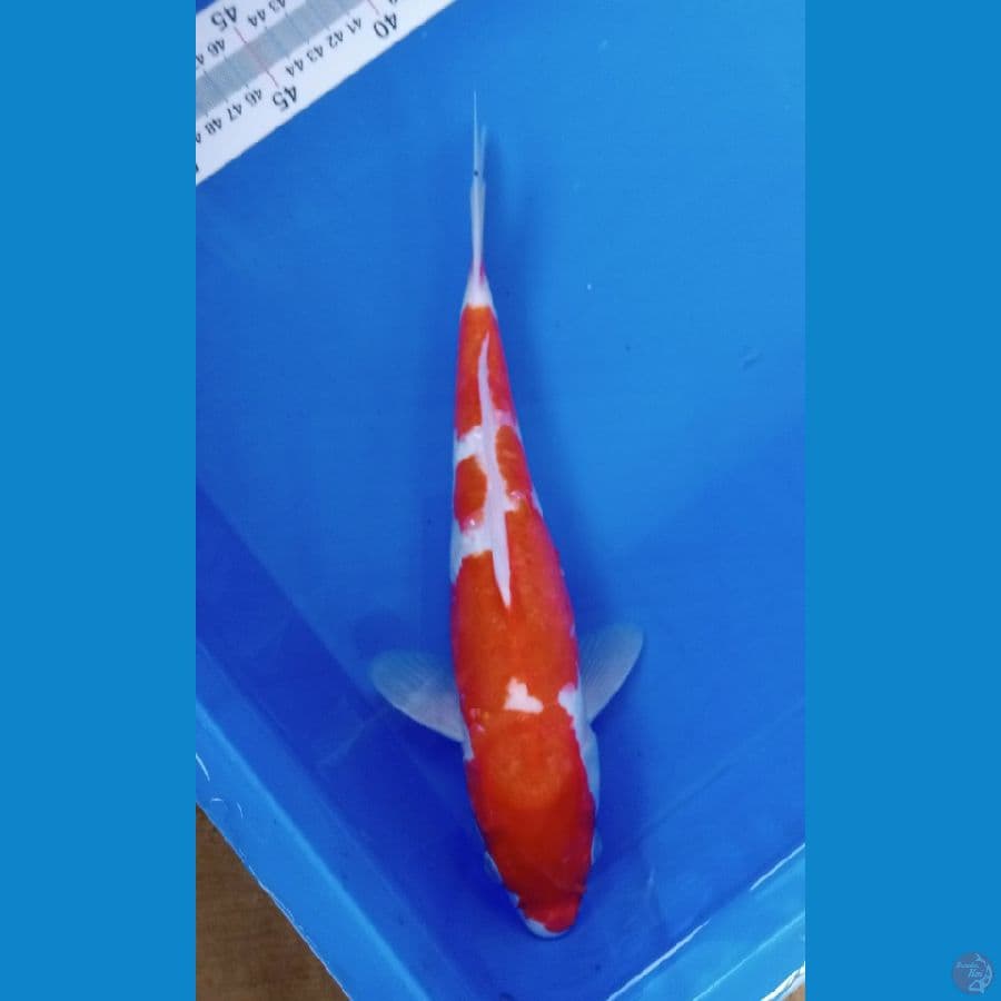 kohaku30