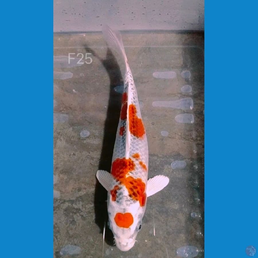 kujaku f25cm