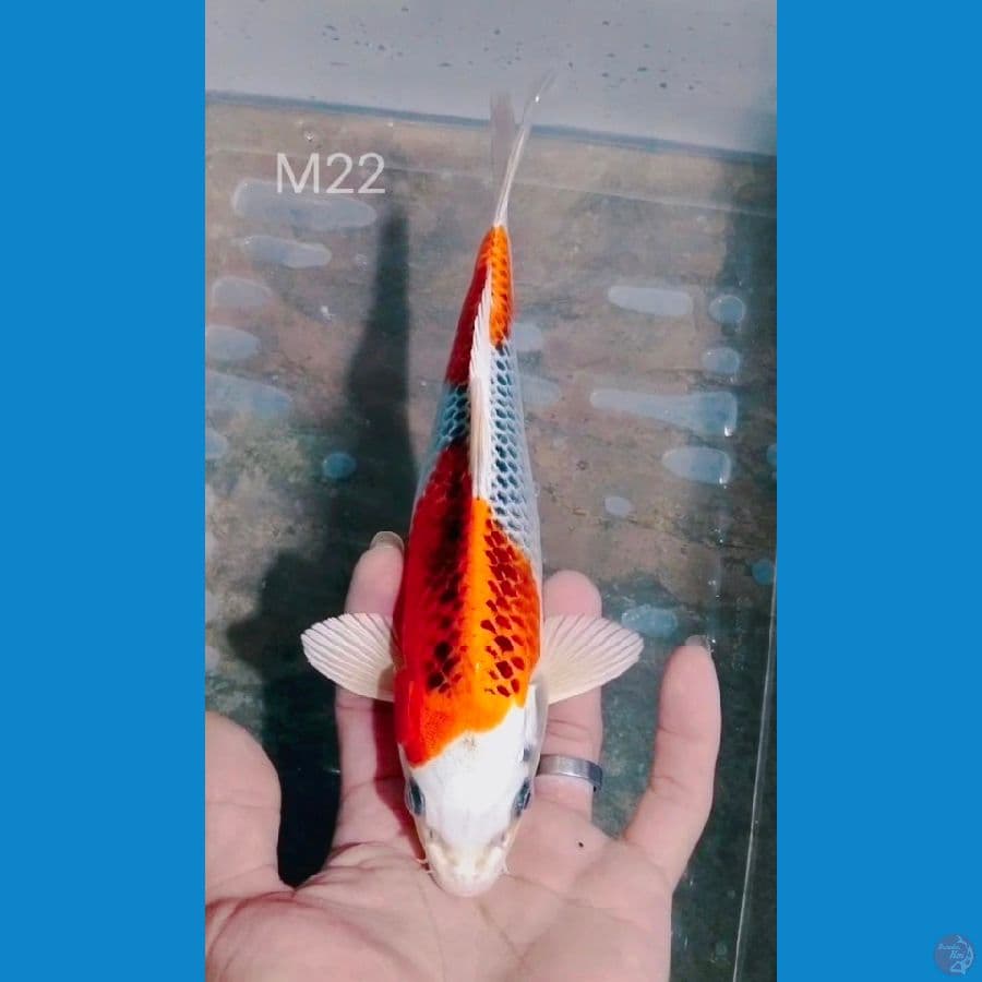 sq kujaku jantan 22cm