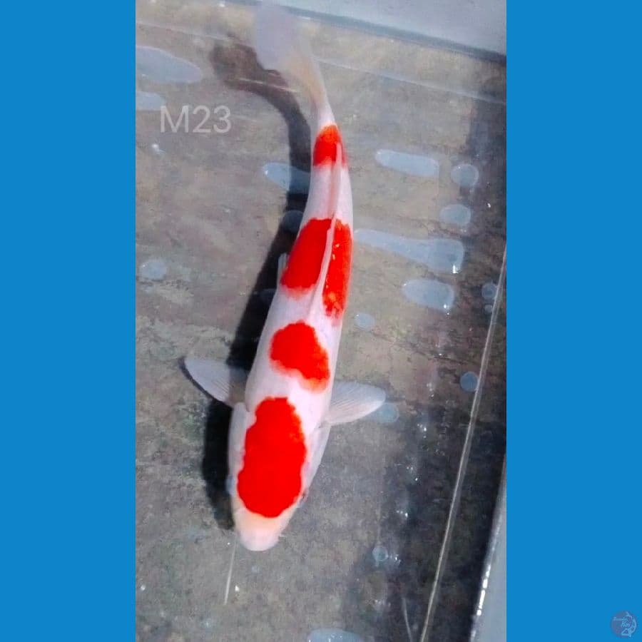 ori kohaku jantan 23cm