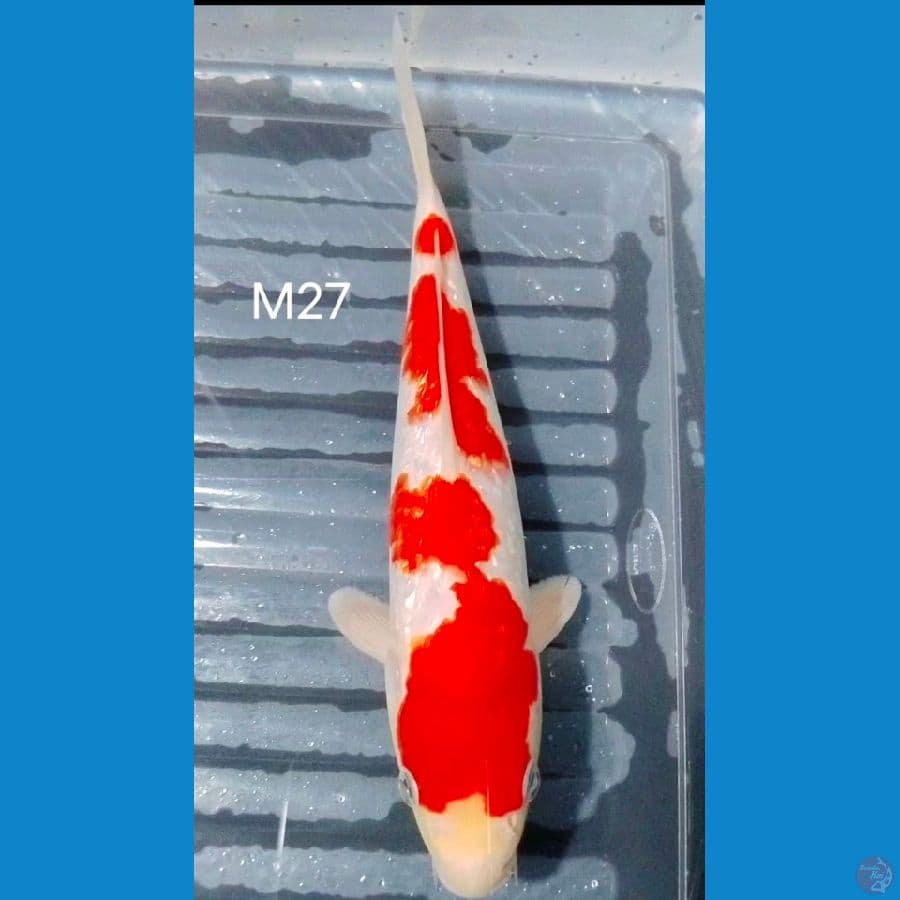 kohaku ginrin 27cm