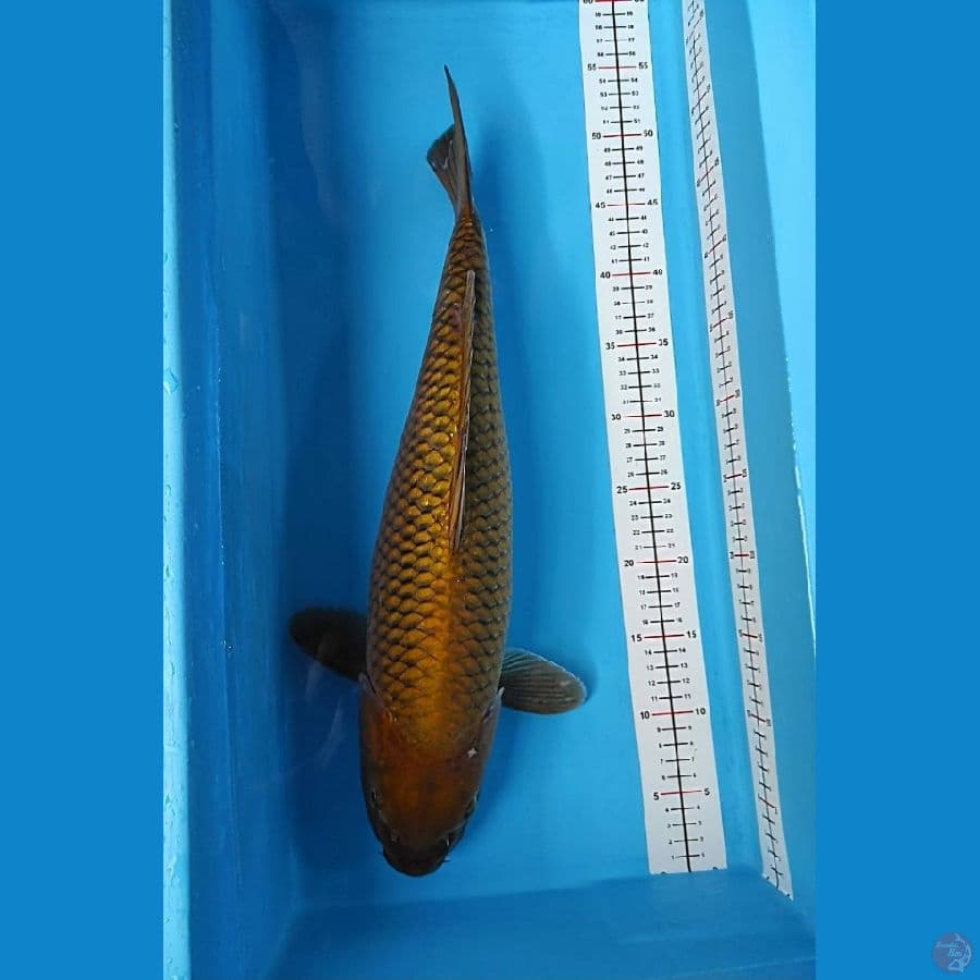 cagoi good fukurin 50 cm