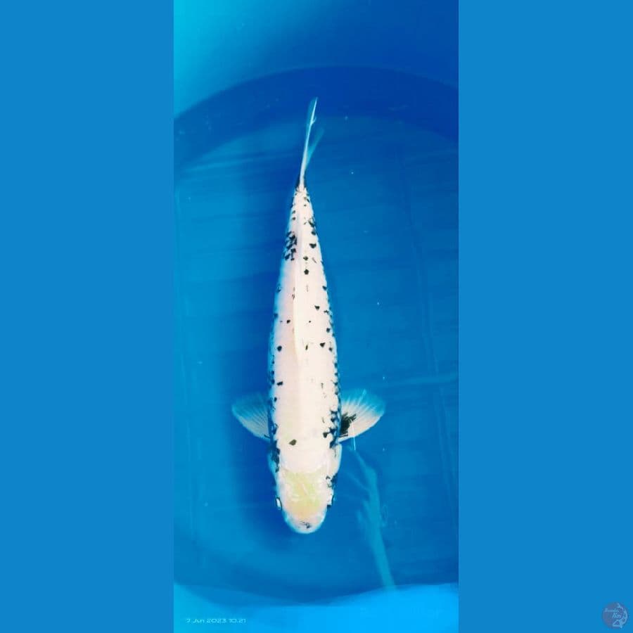 matsukawabake 45 cm Mb
