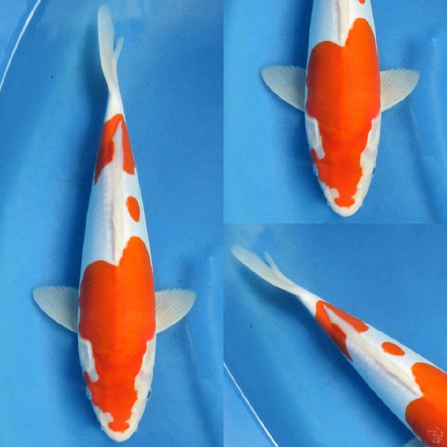 35cm , Kohaku Doitsu Murni