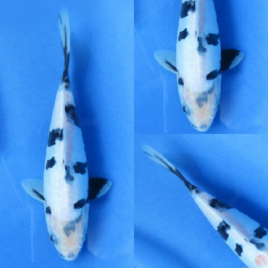 20cm , Evo Shiro Doitsu
