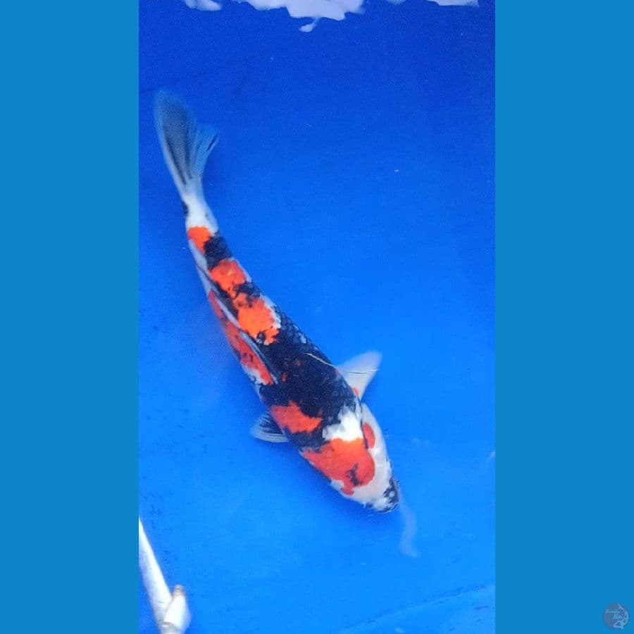 showa punuk 34 cm