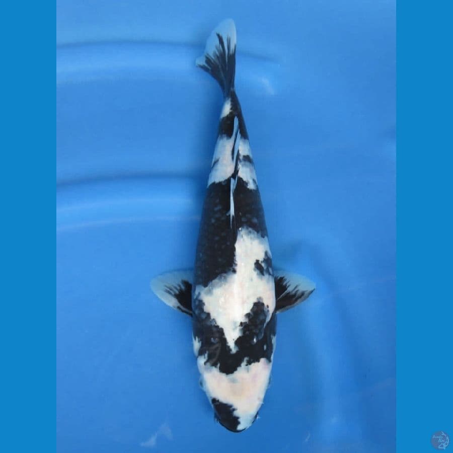 33cm - Shiro Male Mutogoro