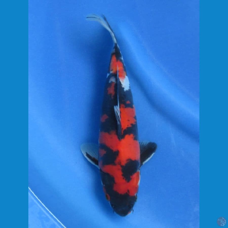 27cm - Doitsu Murni