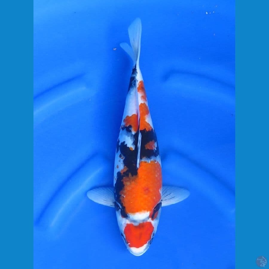 33cm - F1 Showa