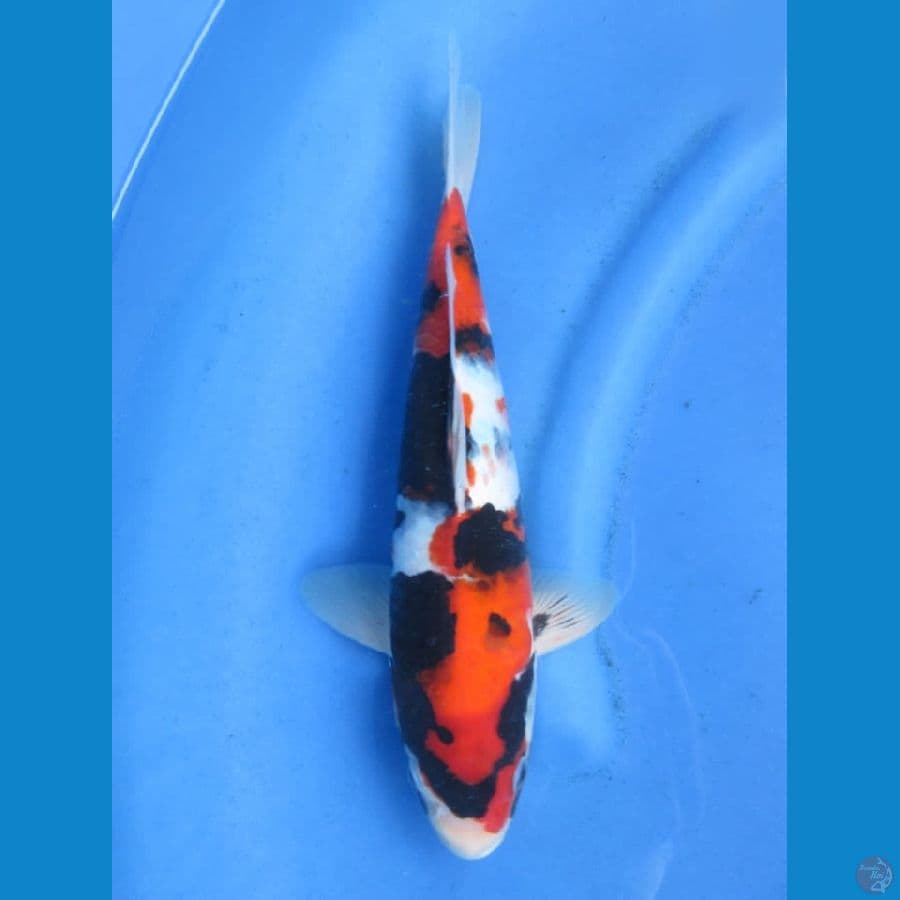 35cm - male Showa