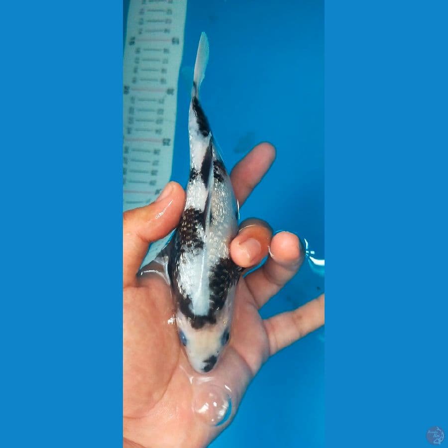 shiro gindrin 17 cm